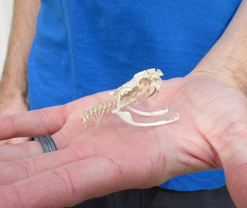 21/4 inches Real Eastern Diamondback Rattlesnake Skull with Some Spine