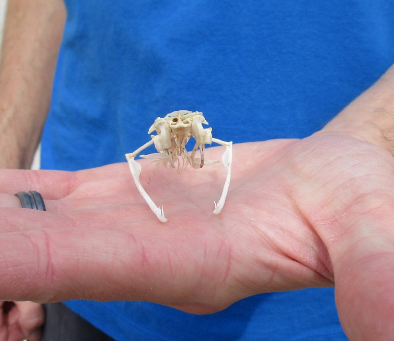 21/4 inches Real Eastern Diamondback Rattlesnake Skull with Some Spine