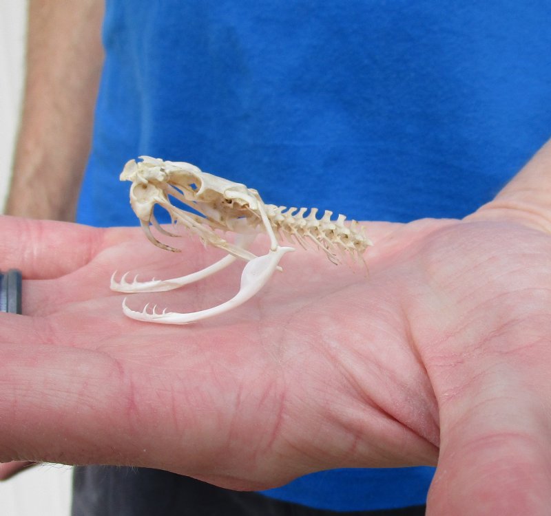 21/4 inches Real Eastern Diamondback Rattlesnake Skull with Some Spine