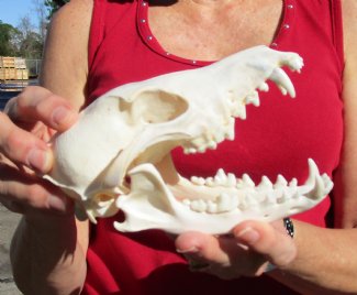 Jackal Skulls