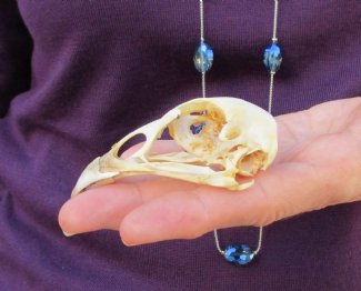 Bird Skulls (Poultry)