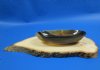 7-1/2 inches Oval Horn Bowl - $17.99 each