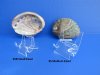 3 inches high by 2-3/4 inches wide Medium Acrylic Easel Stand for Agates, Plates, Sand Dollars, Abalone - Pack of 2 @ $2.70 each; Pack of 12 @ $1.92 each