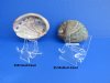 2 by 2 inches Small Acrylic Easel Stands for Sale for Plates, Sand Dollars, Agates - Pack of 2 @ $2.40 each; Pack of 12 @ $1.70 each;