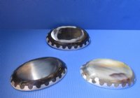 7 by 4-1/2 inches Oval Horn Trays with an Aluminum Scalloped Edge <font color=red>Wholesale </font> - 7 @ $13.75 each