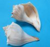 7 to 7-7/8 inches Large Whelk Shells for Sale, Knobbed Whelks in Bulk - Pack of 6 @ $5.15 each