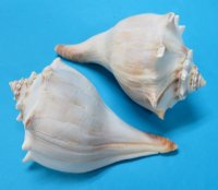 7 to 7-3/4 inches Large Knobbed Whelks, Atlantic Whelks <font color=red> Wholesale</font> - 30 @ $3.20 each