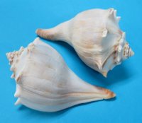 7 to 7-7/8 inches Large Whelk Shells for Sale, Knobbed Whelks in Bulk - Pack of 6 @ $5.15 each