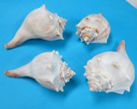 7 to 7-7/8 inches Large Whelk Shells for Sale, Knobbed Whelks in Bulk - Pack of 6 @ $5.15 each