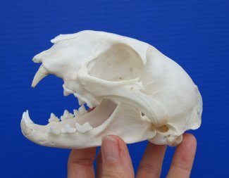Caracal Cat Skulls
