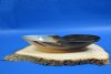 10-1/2  inches Boat Shaped Polished Buffalo Horn Bowls with Decorative "V"  shape indentation on sides - Pack of 1 @ $16.99 each; Pack of 4 @ $15.40 each; 