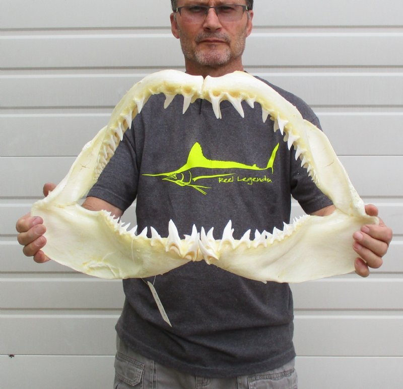 HUGE 24 inches Massive Real Shortfin Mako Shark Jaw for Sale with Sharp