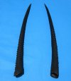 2 African Gemsbok Horns for Sale 33-1/2 and 33-3/8 inches long - You are buying this one for $30.00 each