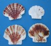 2-1/2 to 2-7/8 inches Japanese Albican Flat Shells, Pecten Albicans  - Pack of 1 Gallon (3 lbs) @ $14.50 a gallon; 3 gallons @  $11.60 a gallon
