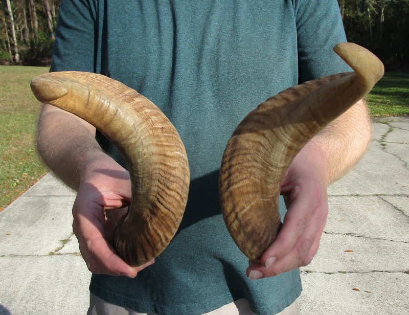19 and 201/4 inches Matching Pair of Ram/Sheep Horns for Sale