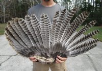 Real Preserved Fan Shaped Turkey Wings <font color=red> Wholesale</font> - 8 @ $16 each