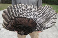 Wholesale Real Cured Fan Shaped Turkey Wing for Sale - Case of 8 @ $12.50 each
