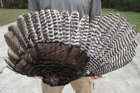 Real Preserved Fan Shaped Turkey Wings <font color=red> Wholesale</font> - 8 @ $16 each