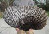 30 inches by 15 inches Real Fan Shaped Turkey Wing for Sale - You are buying this one for $24.99