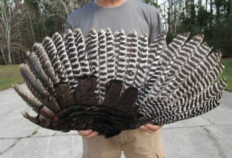 Turkey feathers for sale discount