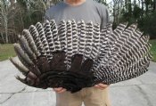 Turkey Wings, Cured