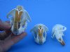 2 Muskrat Full Skulls and 1 Muskrat Top Skull for Sale 2-1/2 inches long - You are buying these 3 for $45.00