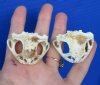 2 Real Cane Toad Top Skulls for Sale 1-3/4 inches wide - You are buying the 2 pictured for $25 each