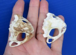2 Real Cane Toad Top Skulls for Sale 1-3/4 inches wide for $25 each