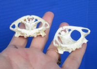 2 Real Cane Toad Top Skulls for Sale 1-3/4 inches wide for $25 each