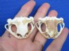 Two 1-3/4 inches Real Cane Toad Top Skulls for Sale (some dried skin on skulls) - You are buying the 2 pictured for $25 each