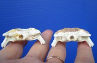 Two 1-3/4 inches Real Cane Toad Top Skulls for Sale (some dried skin on skulls) for $25 each