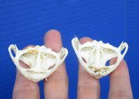 Two 1-3/4 inches Real Cane Toad Top Skulls for Sale (some dried skin on skulls) for $25 each