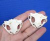 2 Cane Toad Top Skulls for Sale, each 1-3/4 inches  - You are buying the 2 pictured for $25.00 each
