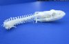 2-1/2 inches Real Burmese Python Skull with Lower Jaw, Beetle Cleaned - You are buying this one for $74.99
