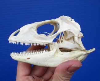 Iguana Skulls