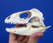 Iguana Skulls