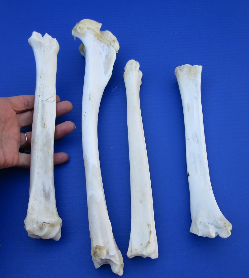 4 Real Whitetail Deer Leg Bones for Sale