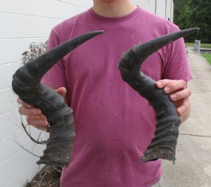 Red Hartebeest Horns
