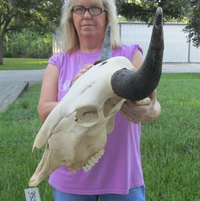 American Buffalo Skull for Sale at Worldwide Wildlife Products