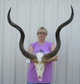 Kudu Skull with Horns