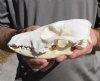 6-1/2 inches Discount African Black-Backed Jackal Skull for Sale (missing all upper teeth and few bottom teeth) - You are buying this one for $49.99