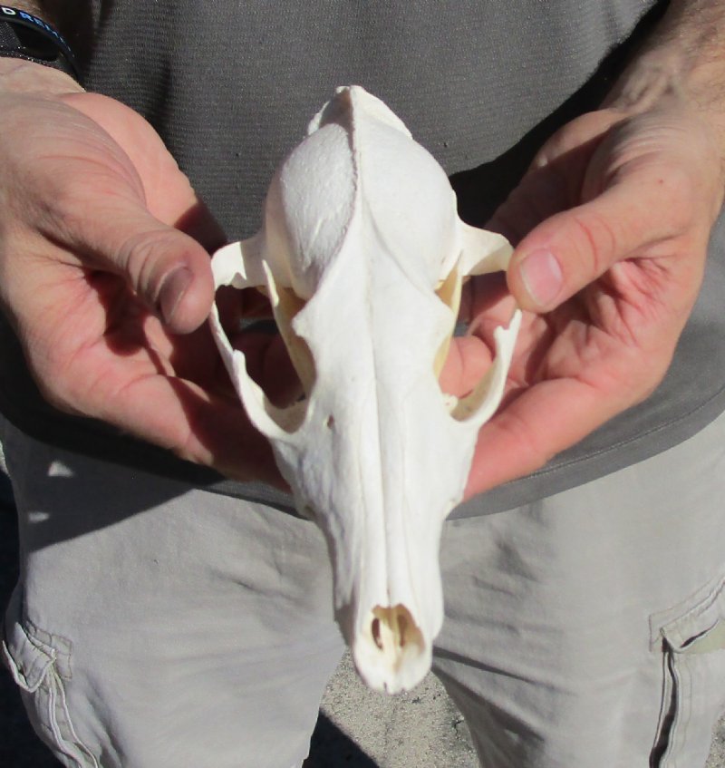 6-1/2 inches Discount African Black-Backed Jackal Skull for Sale