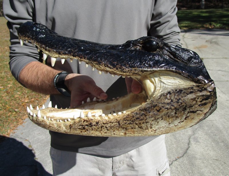 131/2 inches Real Preserved Alligator Head for Sale from a Louisiana