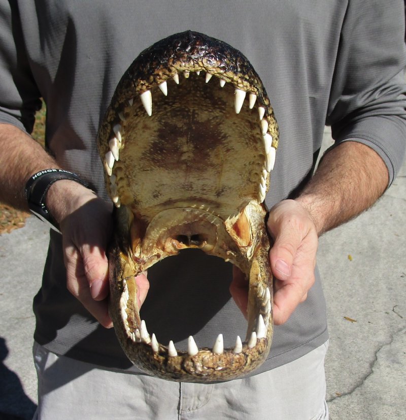 13 inches Real Taxidermy Alligator Head Souvenir