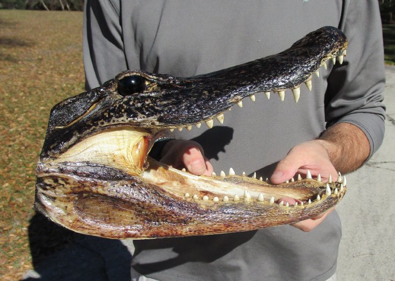 12-3/4 inches Real Alligator Head Souvenir, Preserved and Ready for