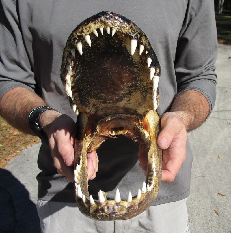 12-3/4 inches Real Alligator Head Souvenir, Preserved and Ready for