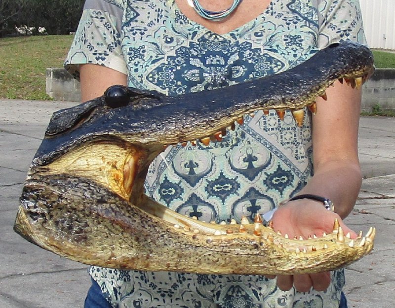 161/4 inch Large Louisiana Alligator Head for Sale from an 10 foot gator
