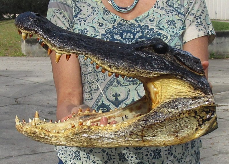 161/4 inch Large Louisiana Alligator Head for Sale from an 10 foot gator