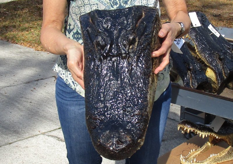 171/4 inch Large Louisiana Alligator Head for Sale from an 11 foot gator