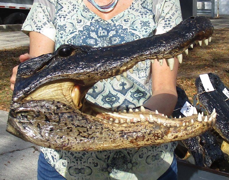 171/4 inch Large Louisiana Alligator Head for Sale from an 11 foot gator